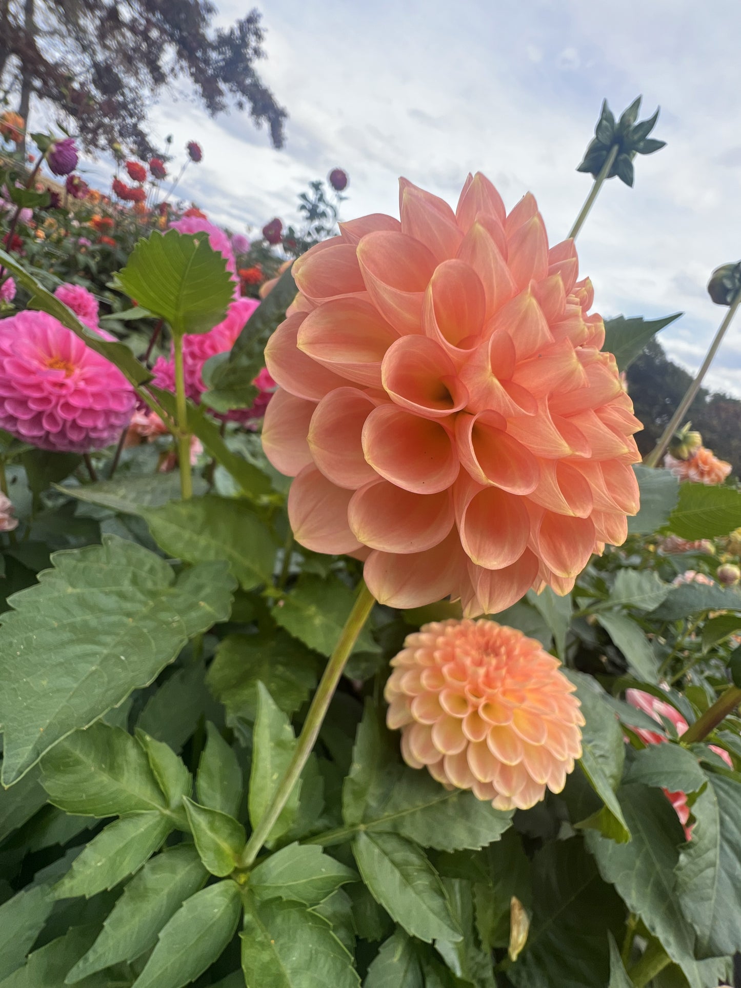 20th Ave Softer Peach