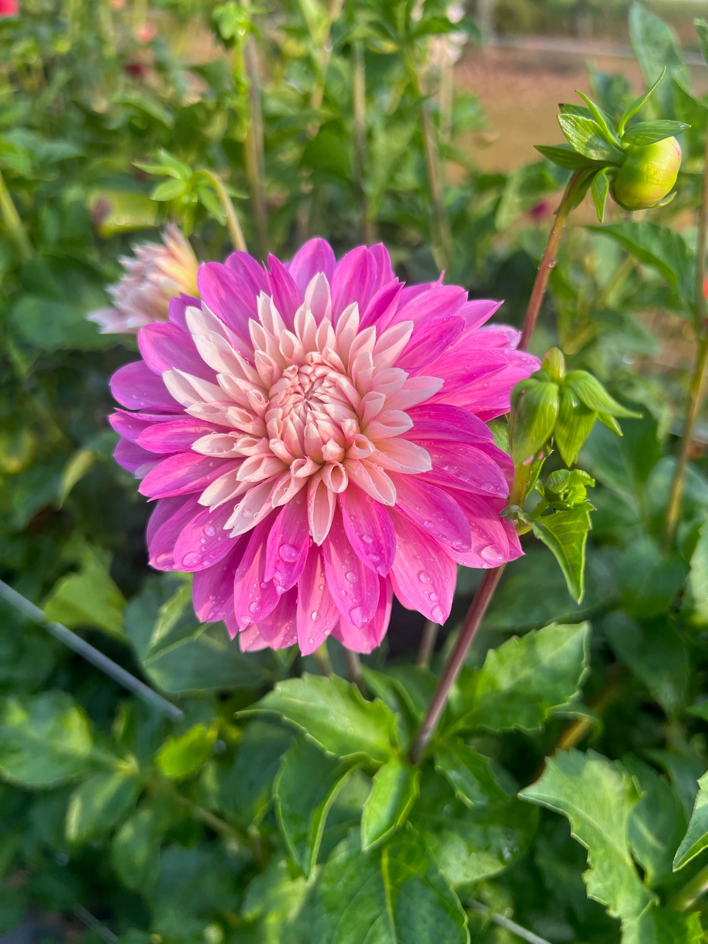 Budapest Blush