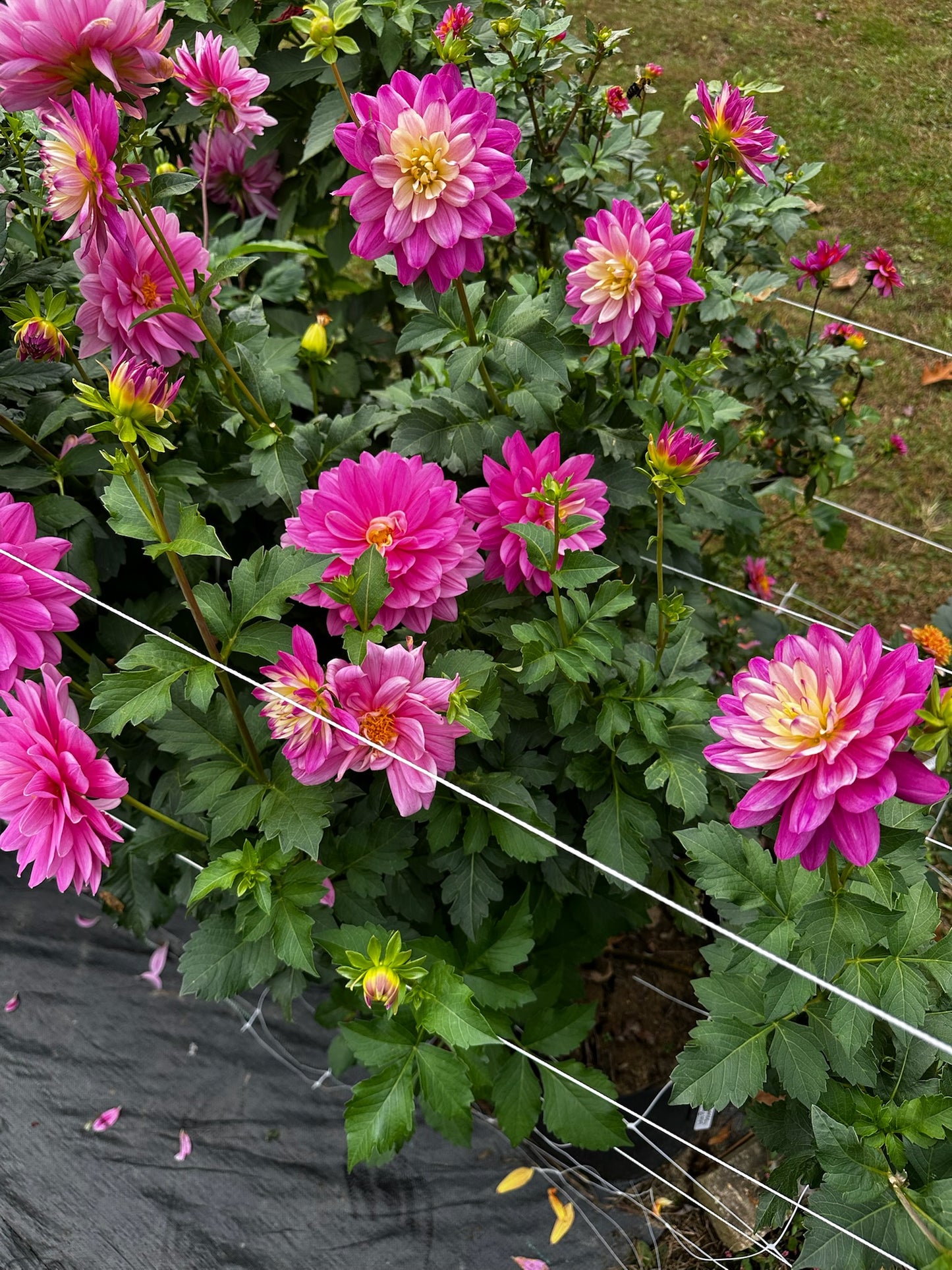 Hollyhill Pink Martini