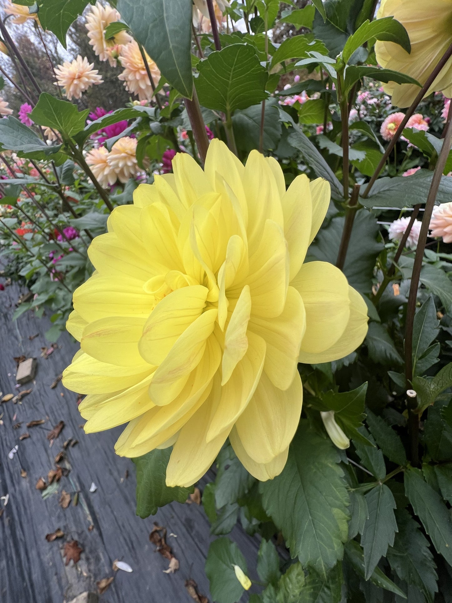 Sandia Gold