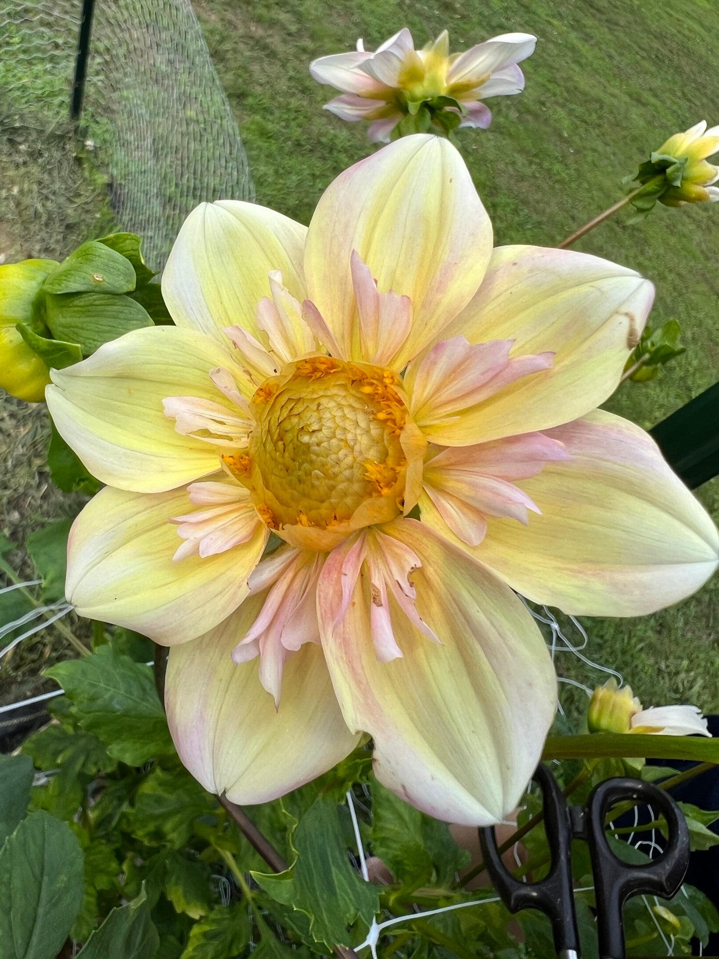 Apple Blossom