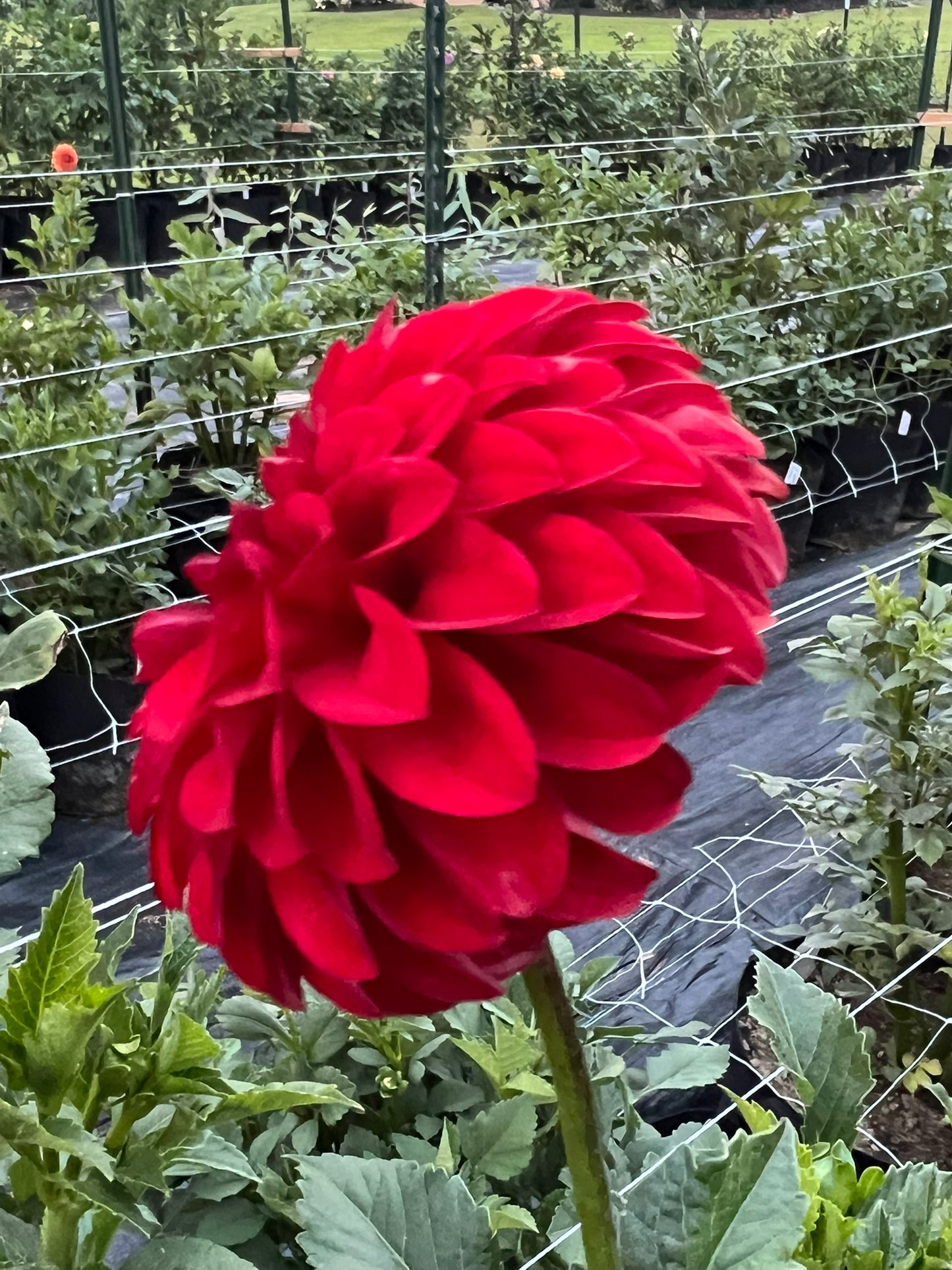 River's Cherry Bomb