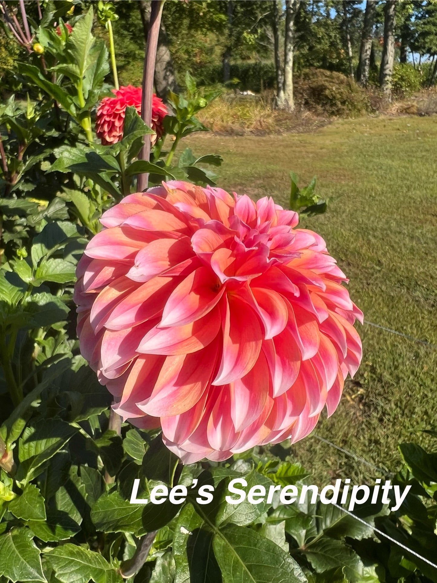 Lee's Serendipity