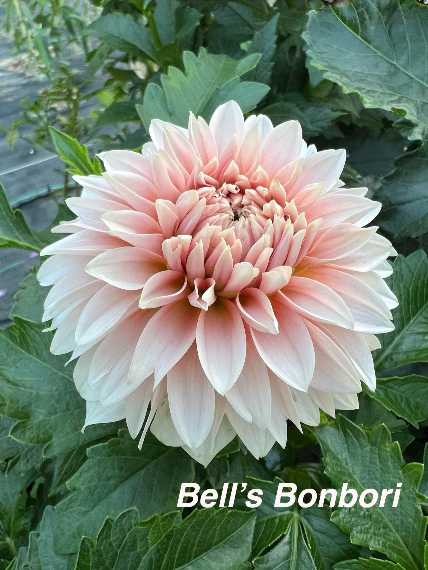 Bell's Bonbori