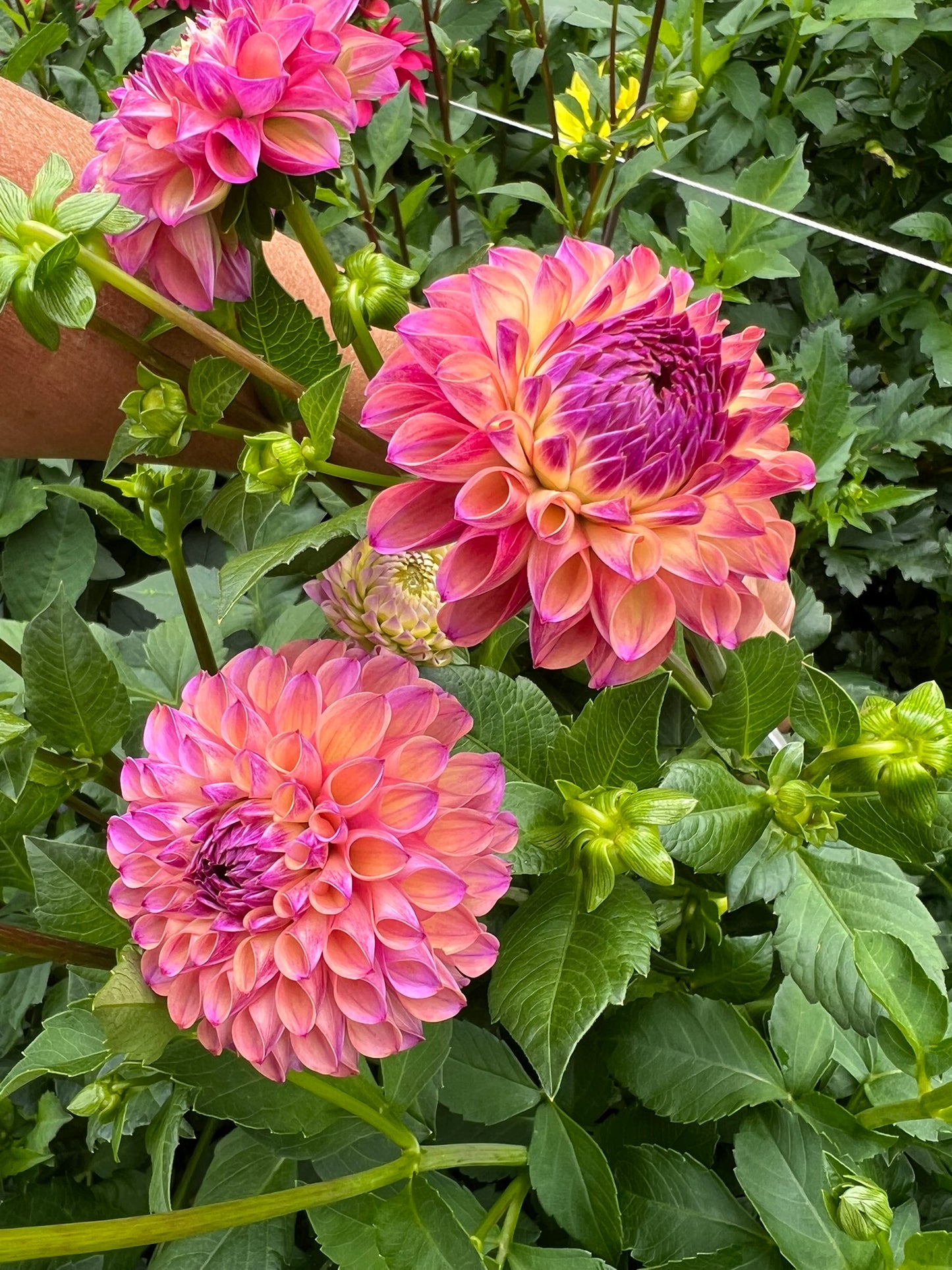 Hamari Rose