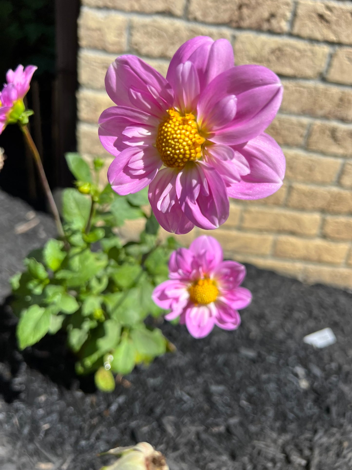 Rosy Wings