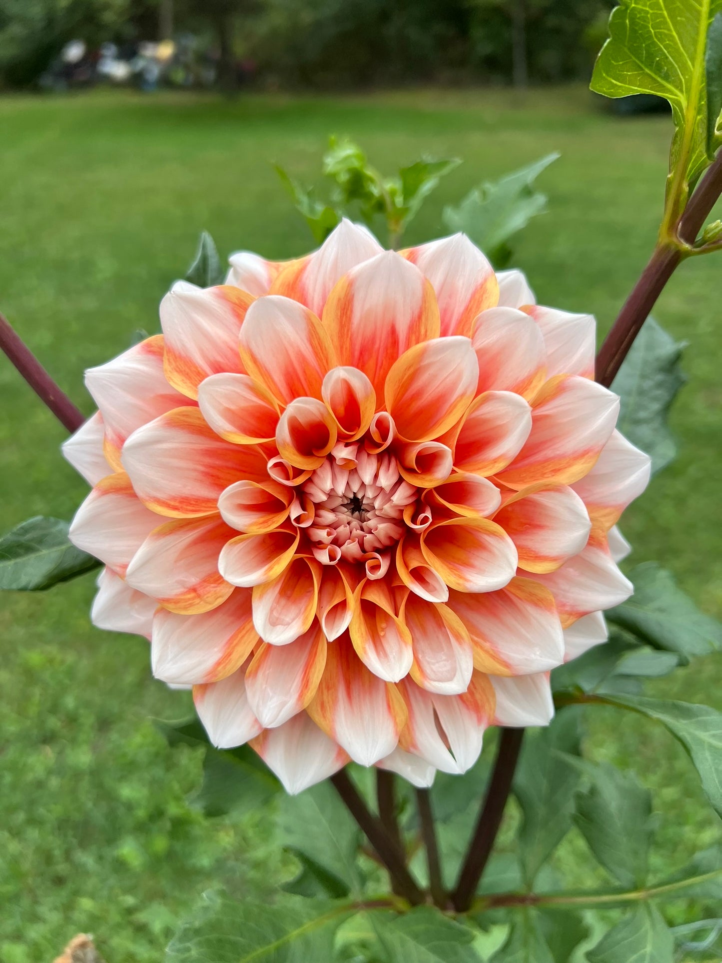 Hollyhill Orange Ice