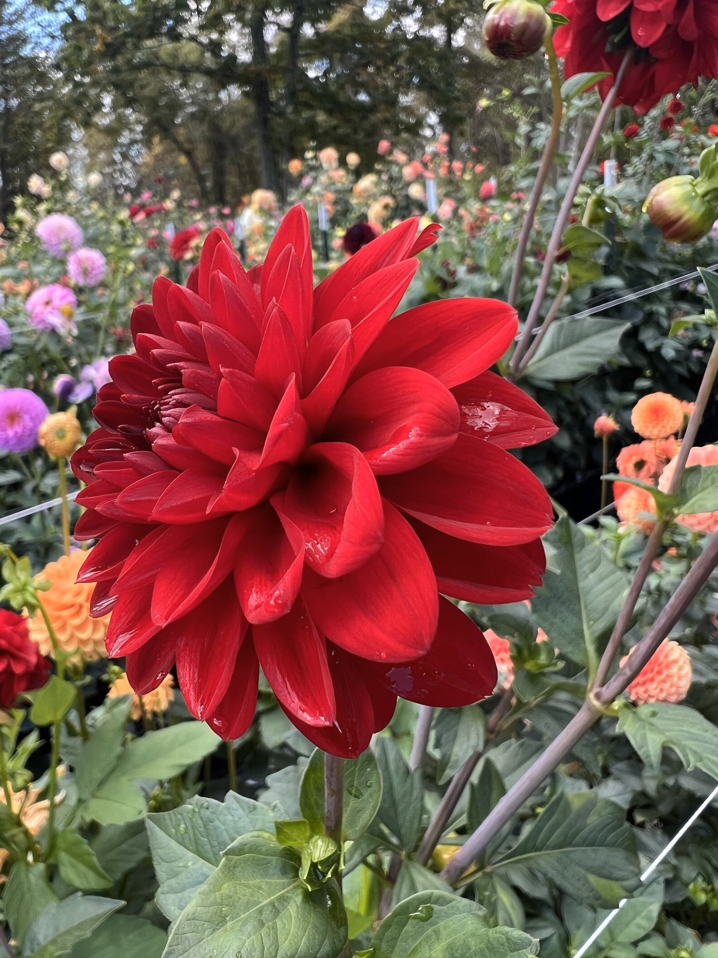 KA's Cardinal
