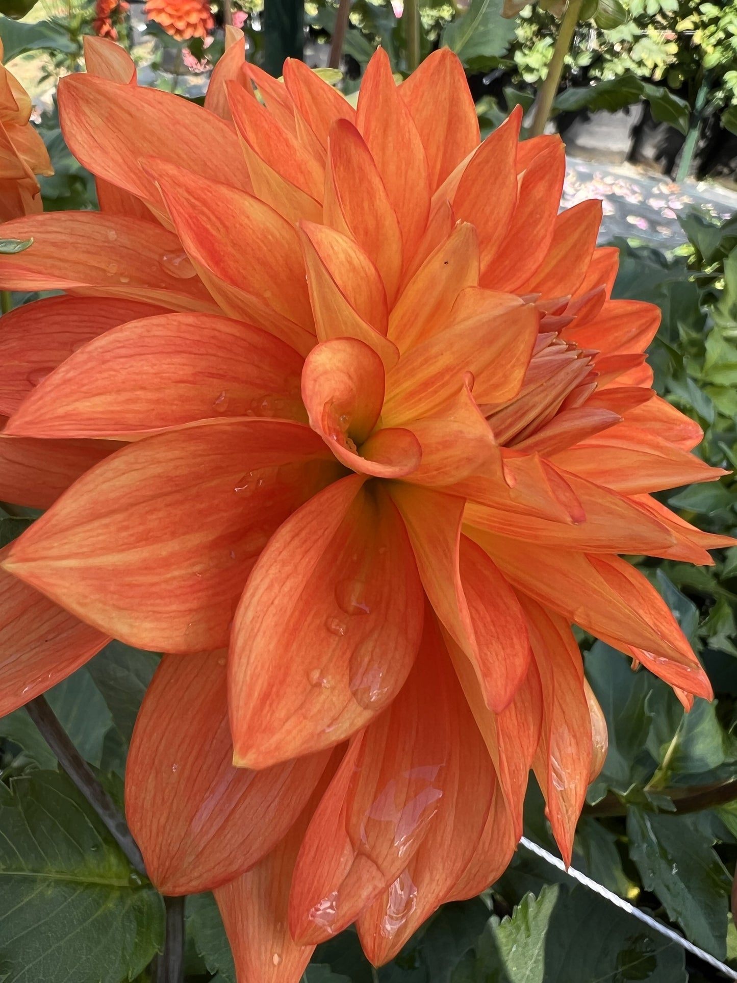 Neon Splendor