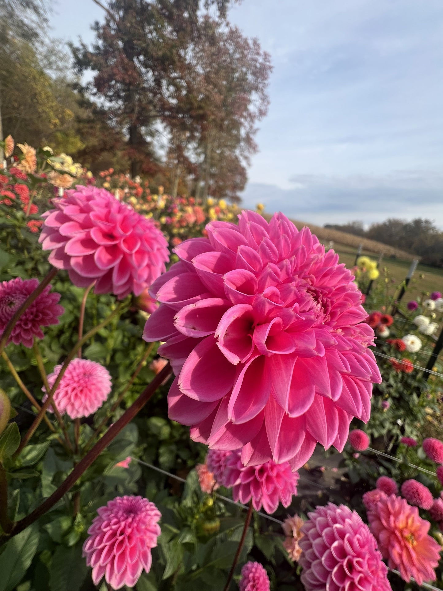 Pink Sylvia