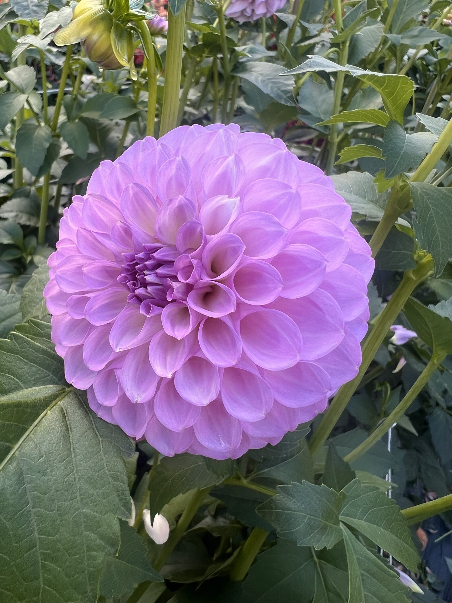 20th Ave Pure Prince