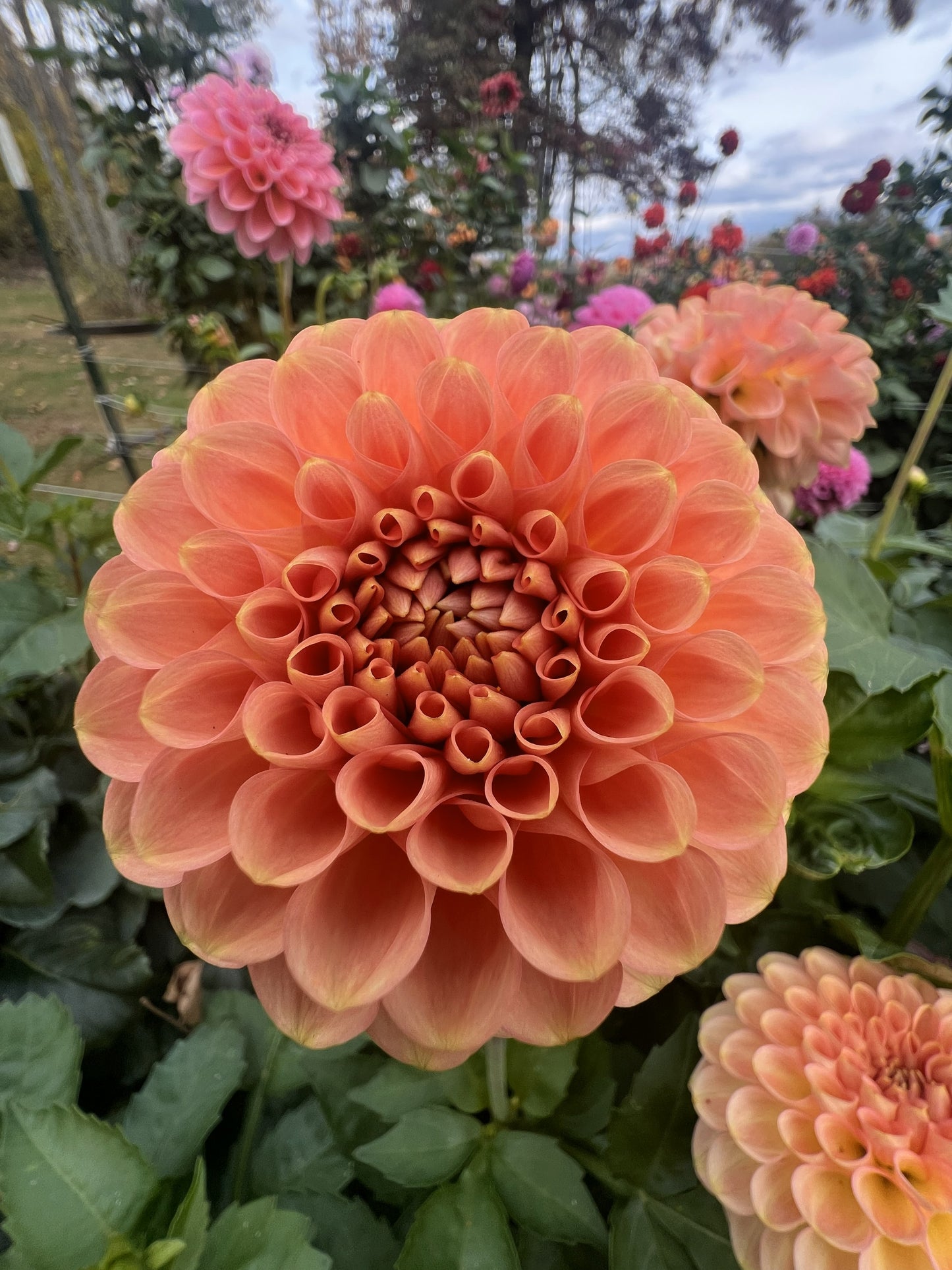 20th Ave Softer Peach
