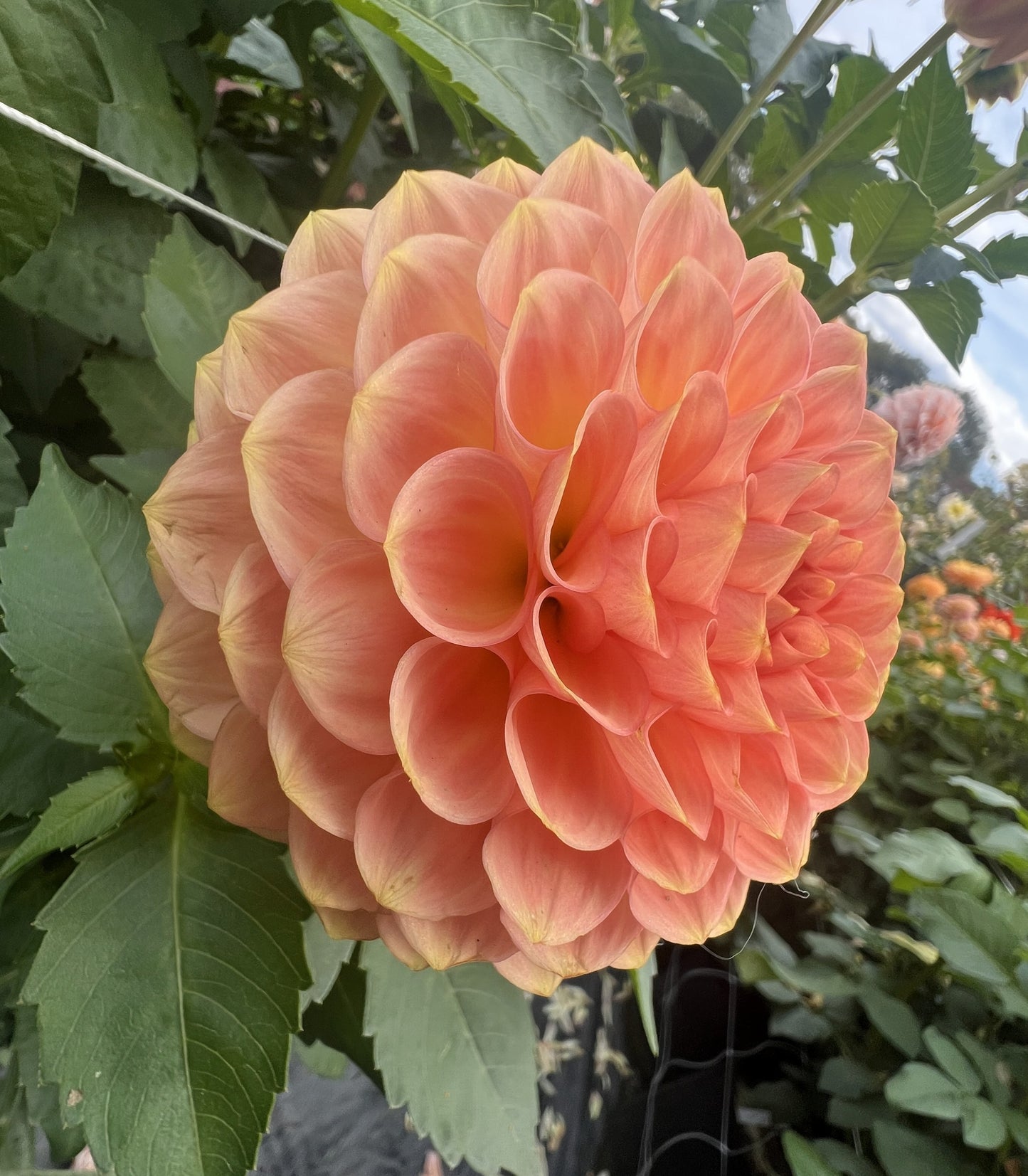20th Ave Softer Peach
