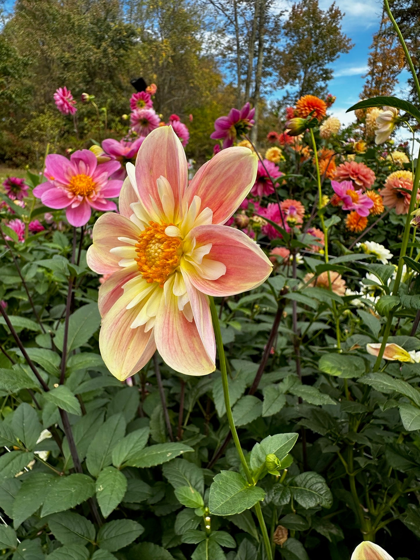 April Heather