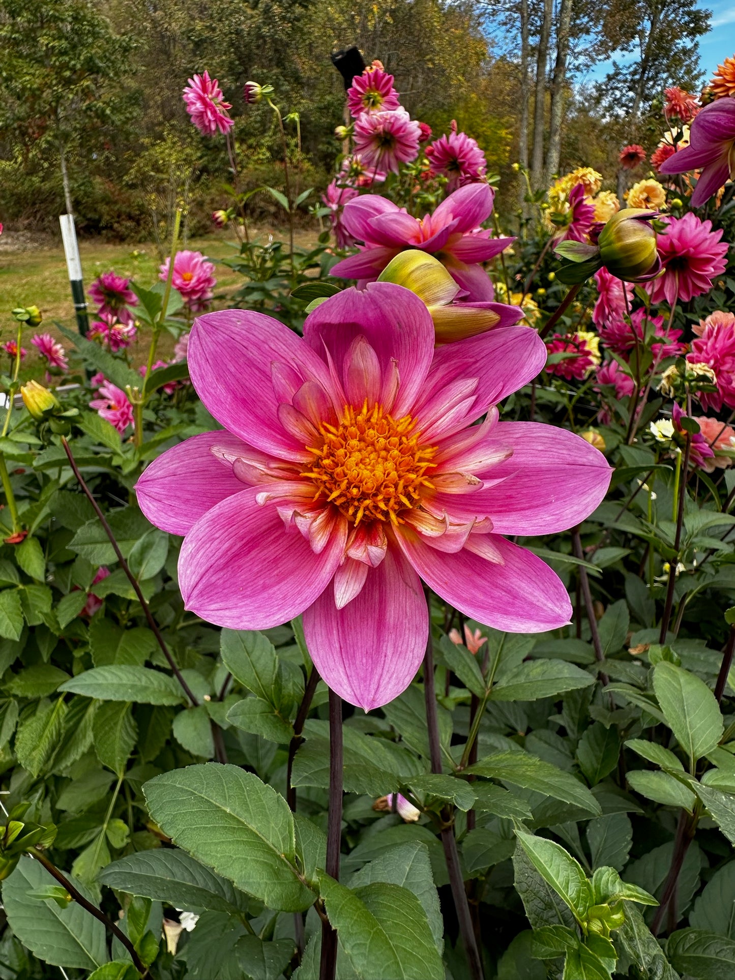 Bloomquist Arise