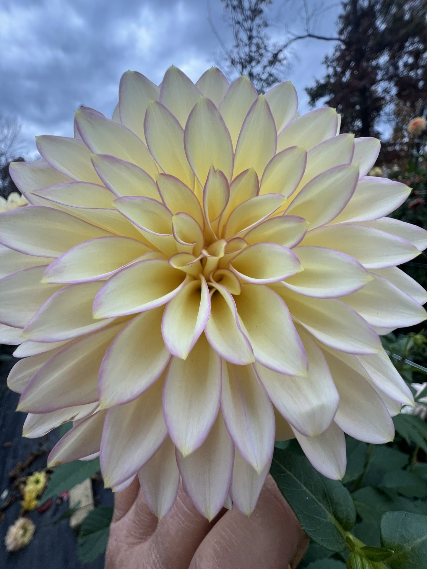 Bloomquist Blush