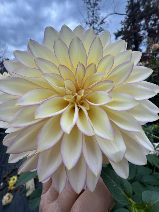 Bloomquist Blush