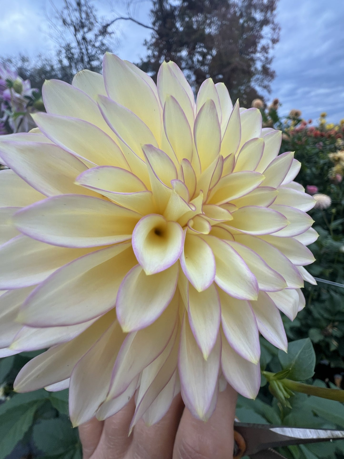 Bloomquist Blush