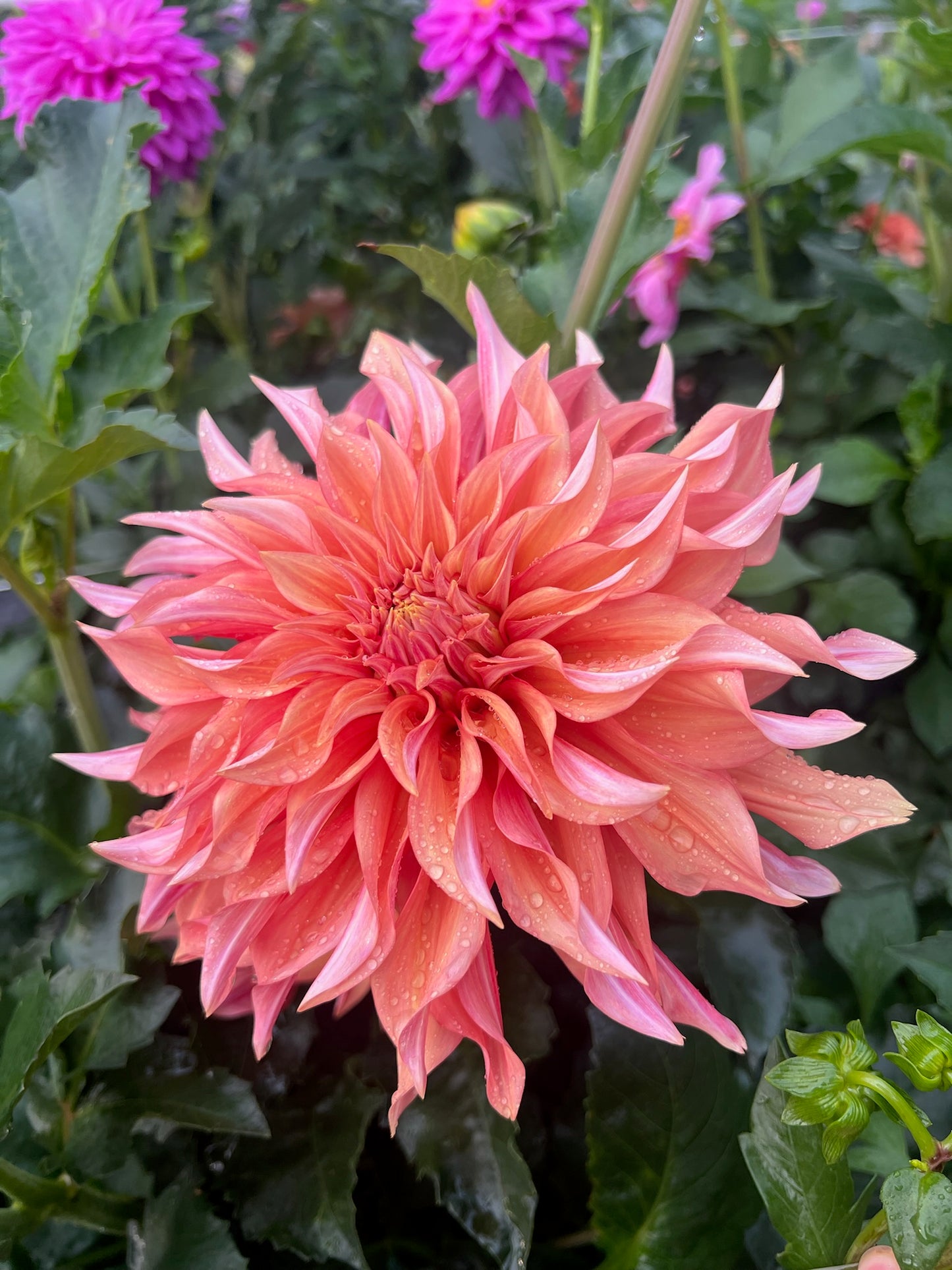 Bell's Candela