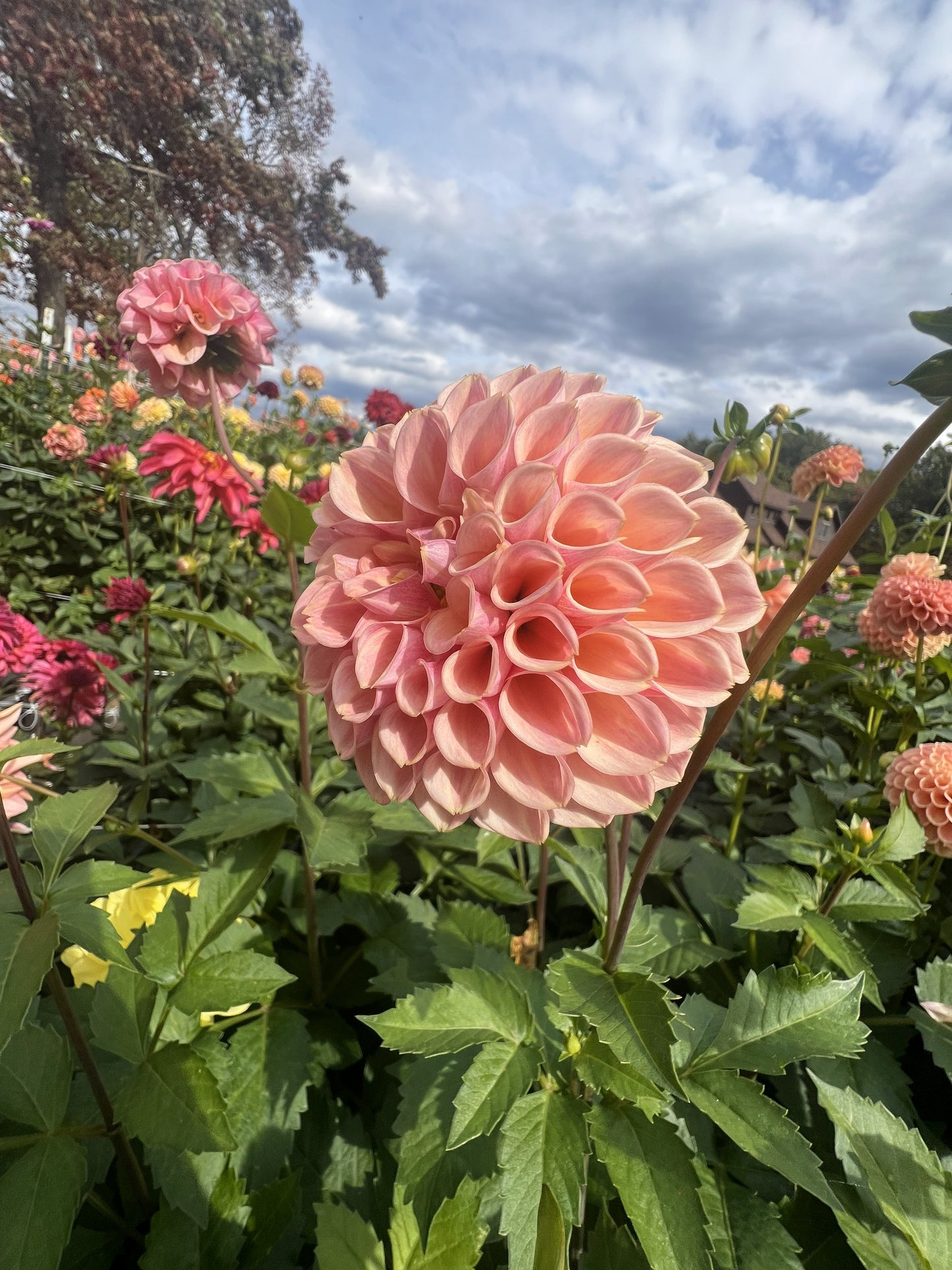 Bracken Rose