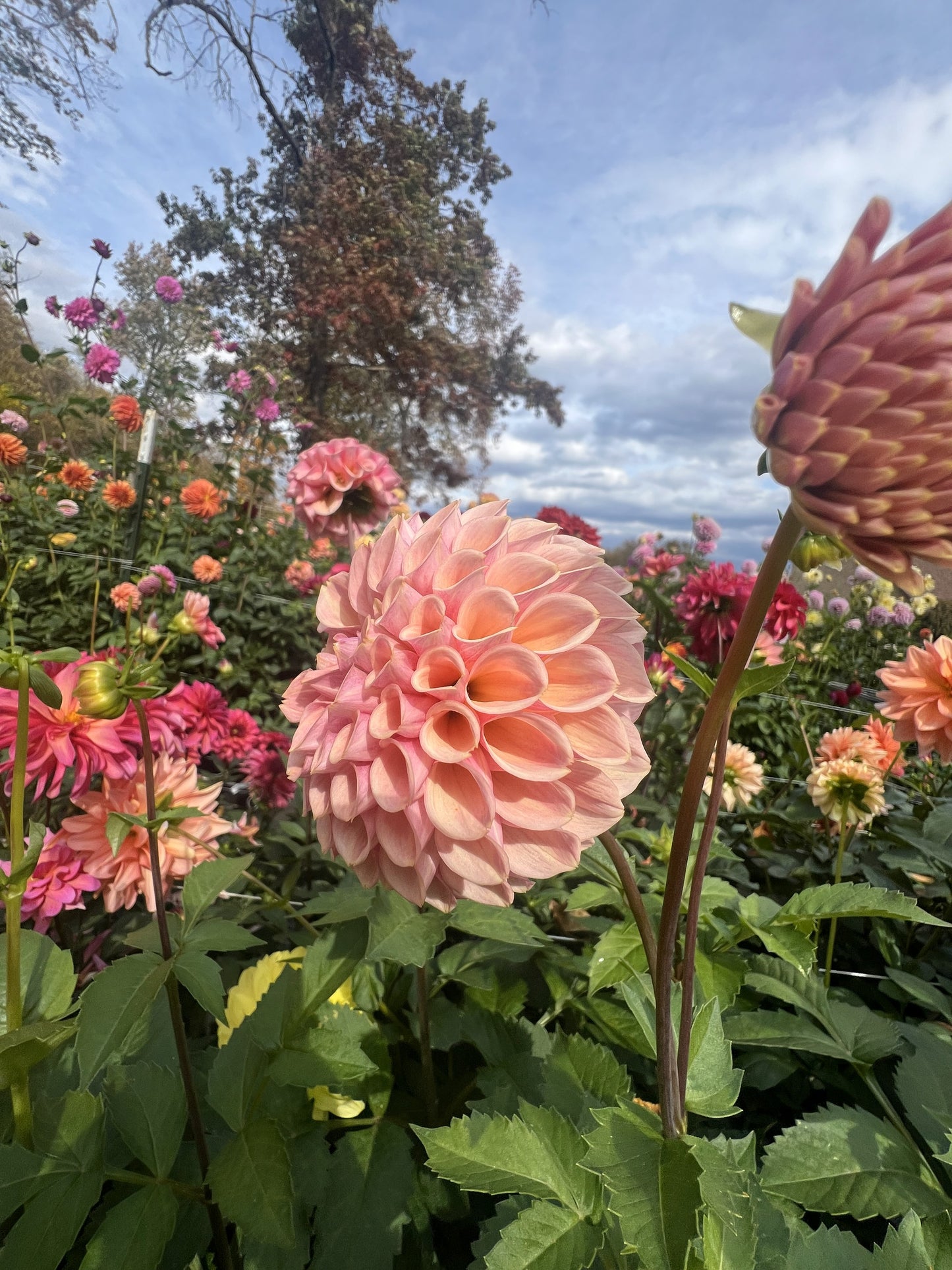 Bracken Rose