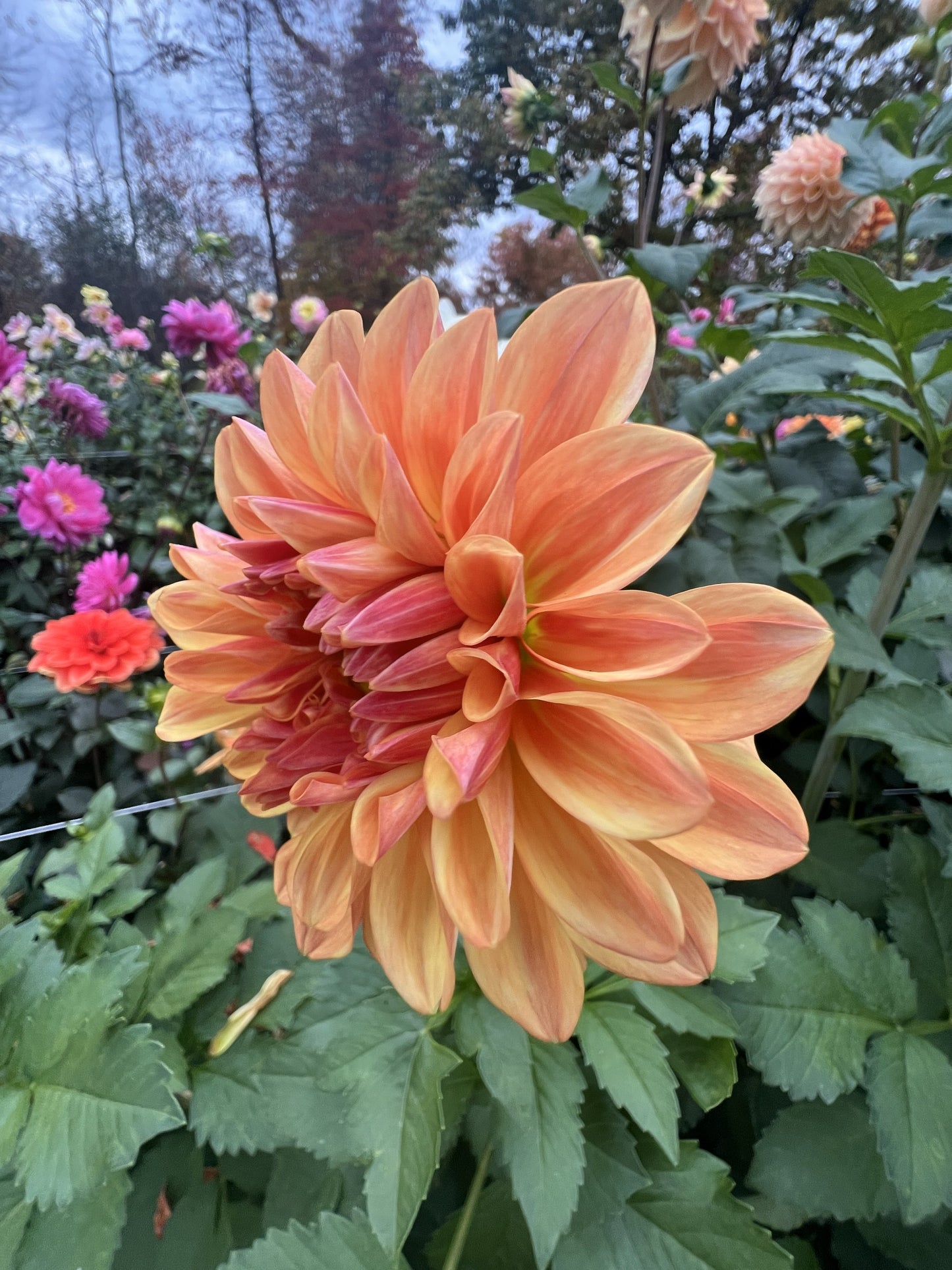 Ferncliff Copper