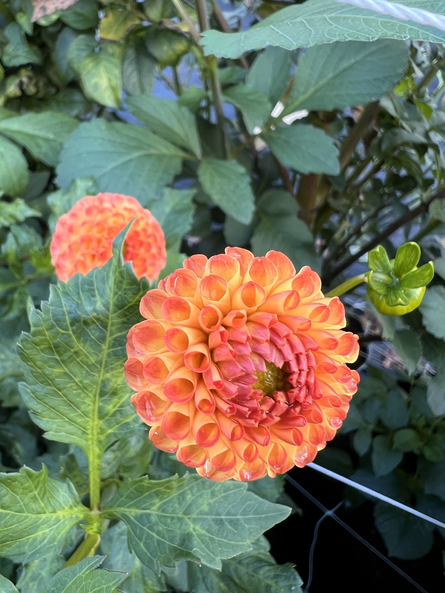 Ginger Willow