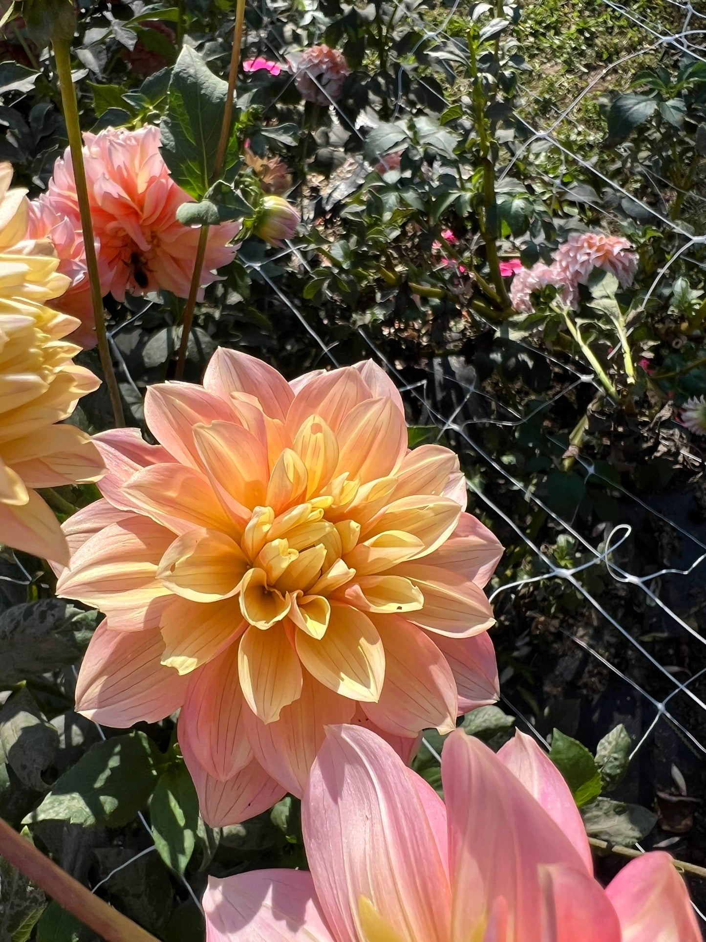 Peaches n Dream