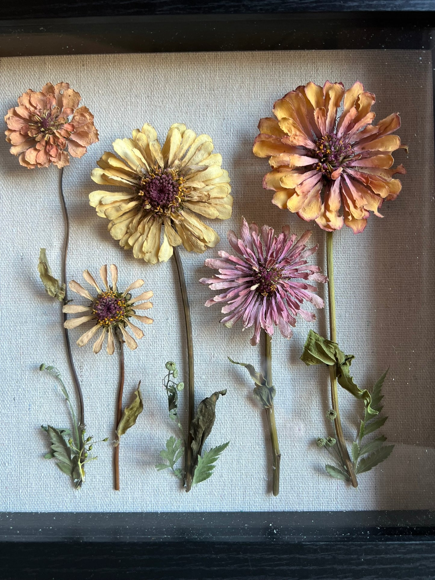 Zinnias Shadow Box