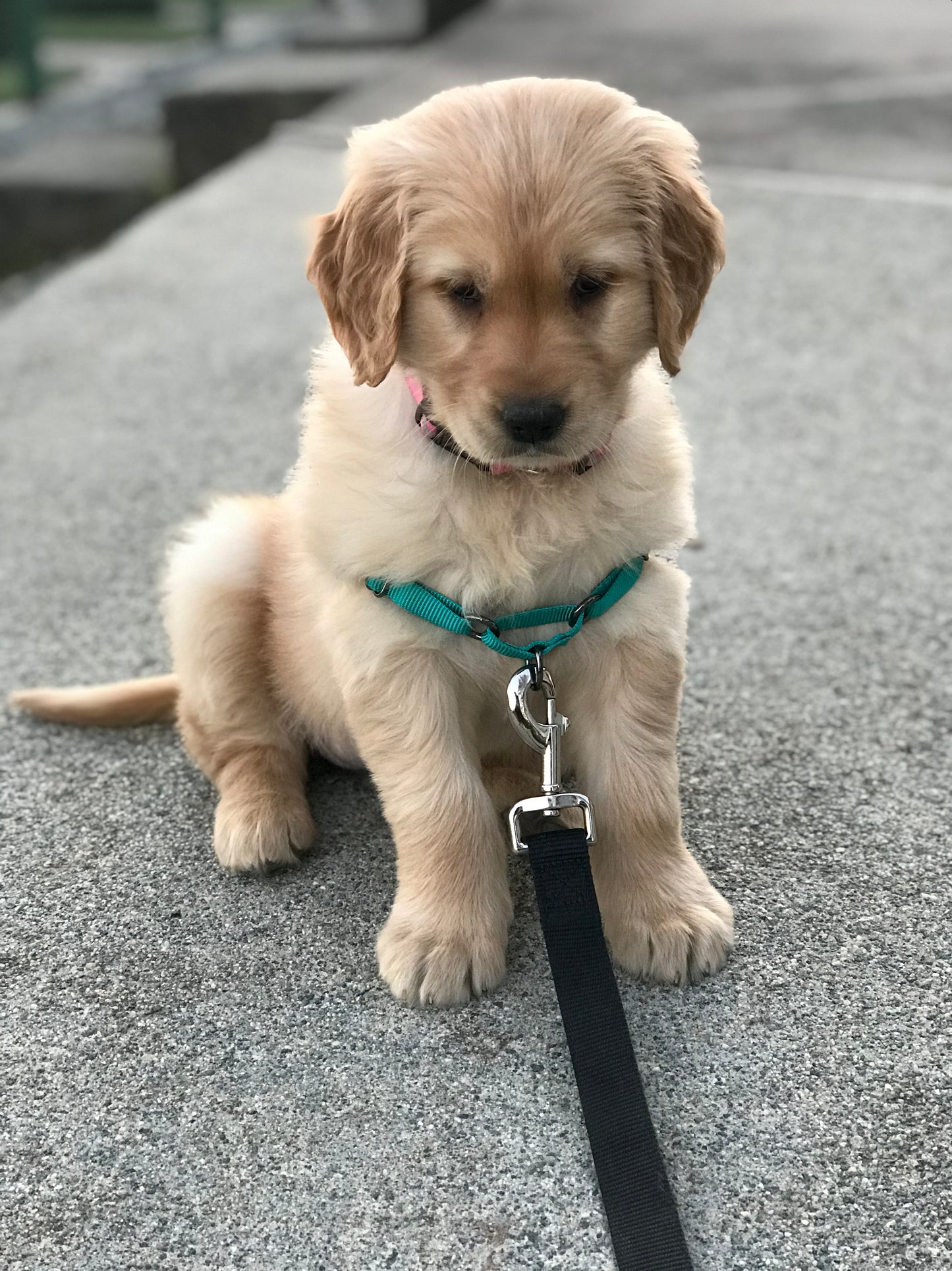 Irish Speckles