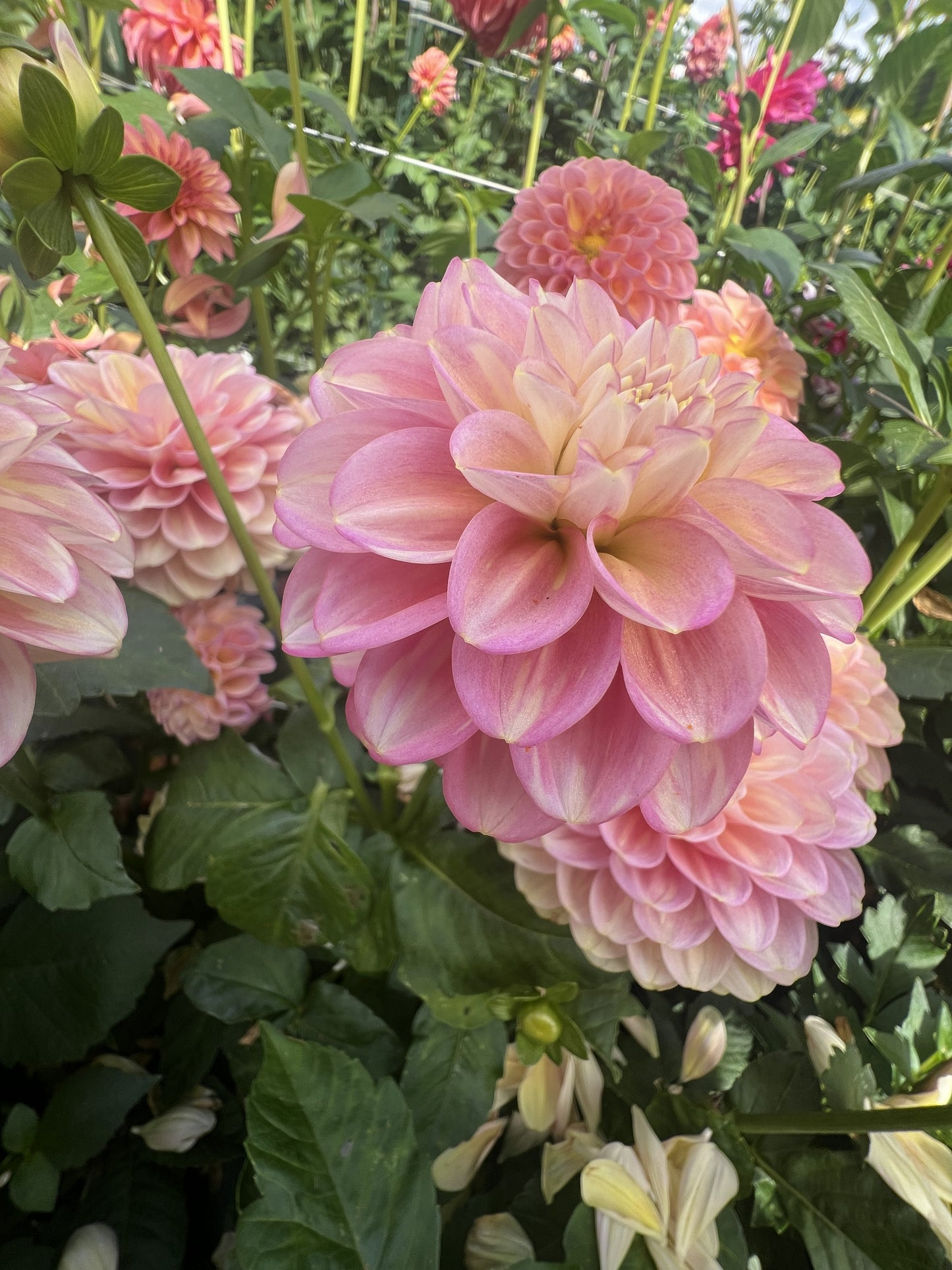 Princess Elizabeth