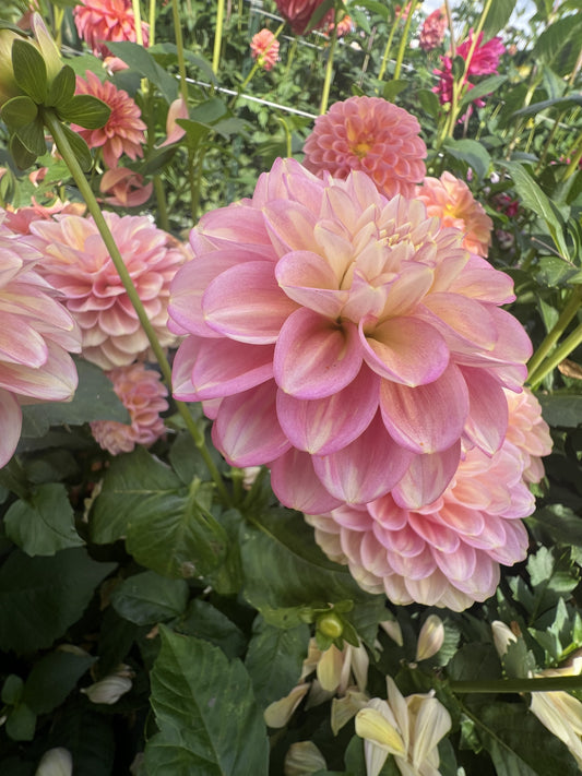 Princess Elizabeth