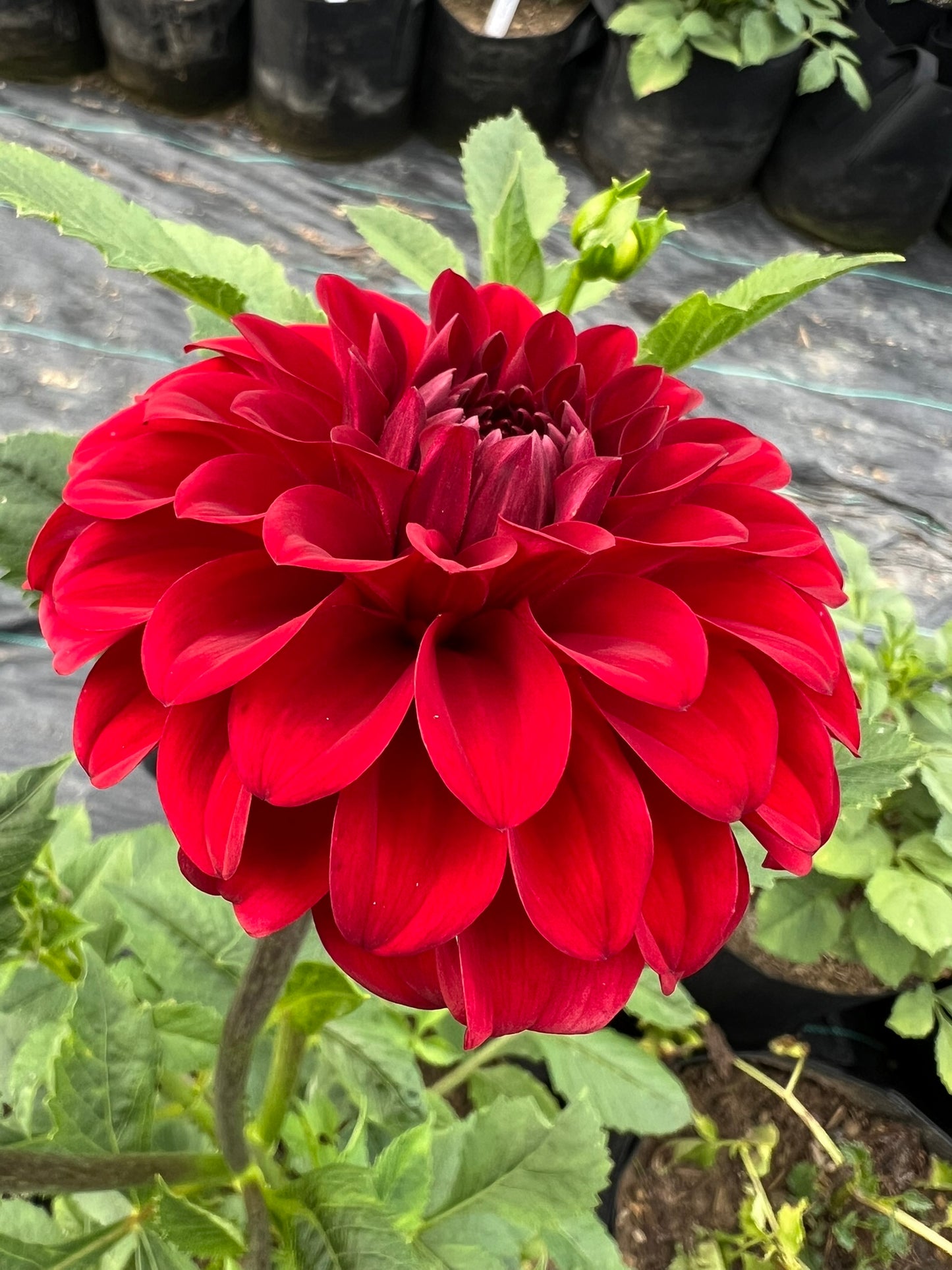 River's Cherry Bomb