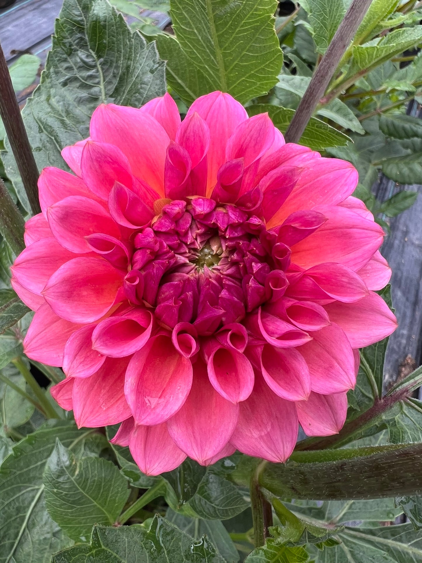 RM Pink Sugar