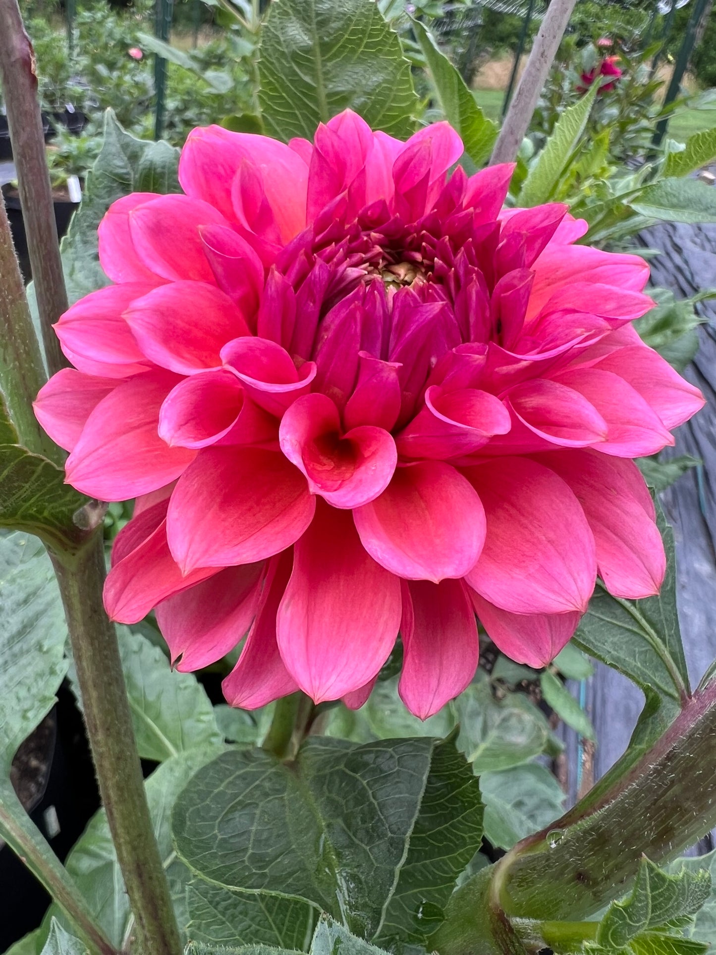 RM Pink Sugar