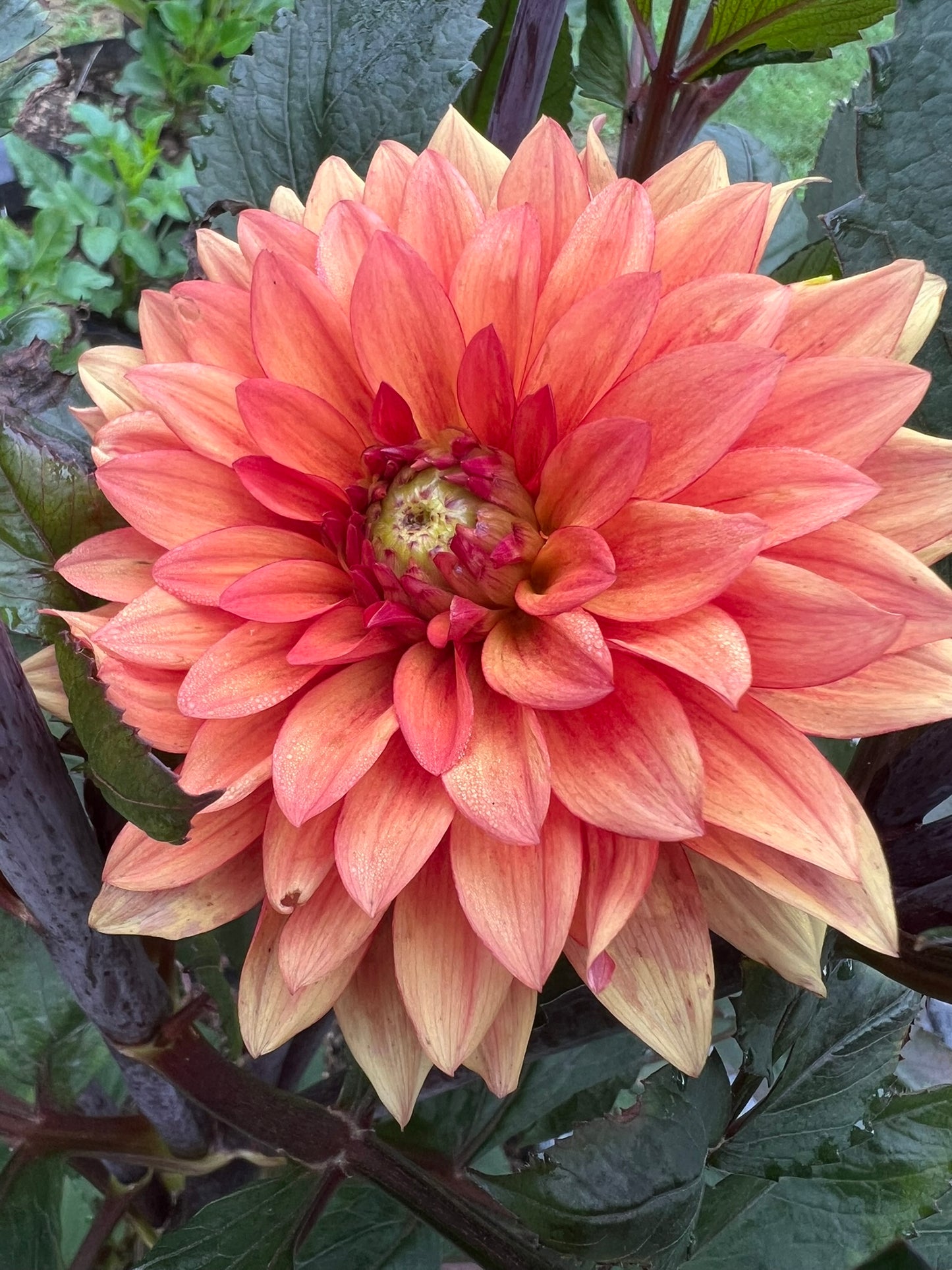 Statue of Orange
