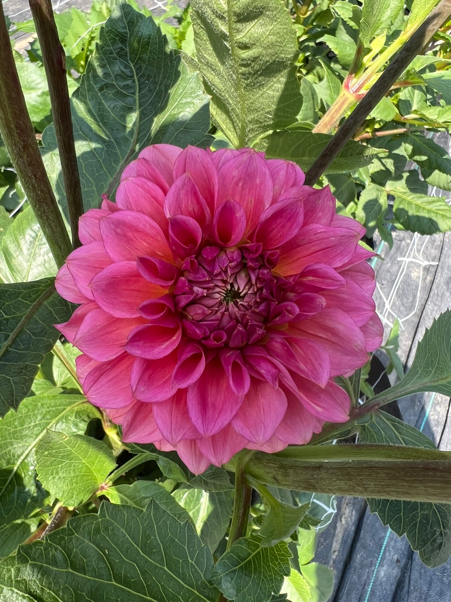 RM Pink Sugar