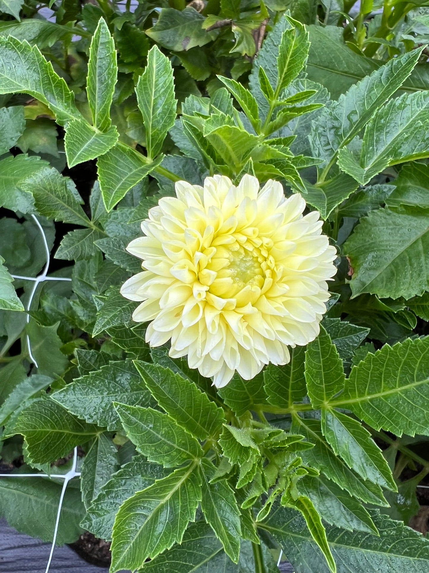 Skipley Moonglow
