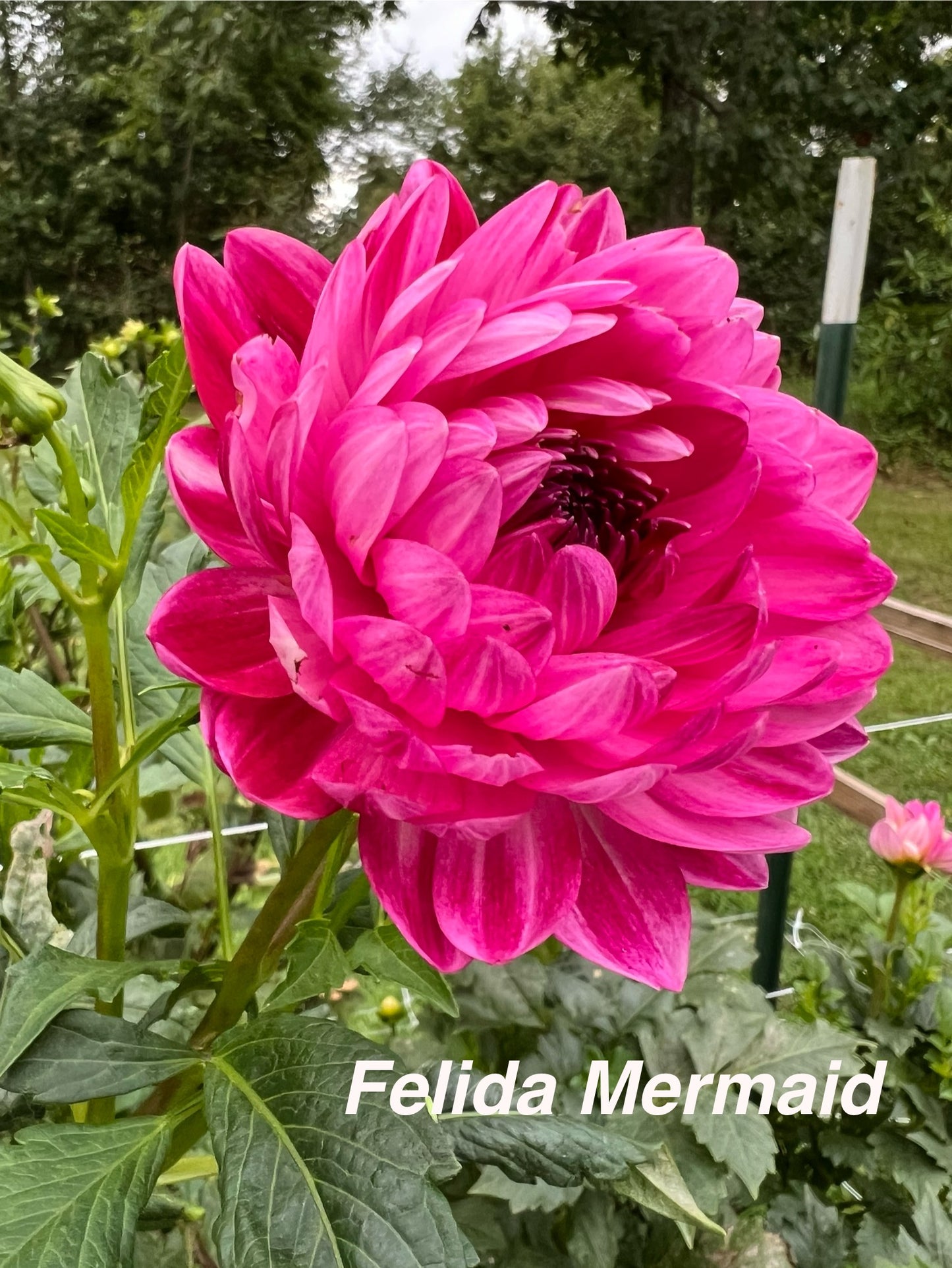 Felida Mermaid