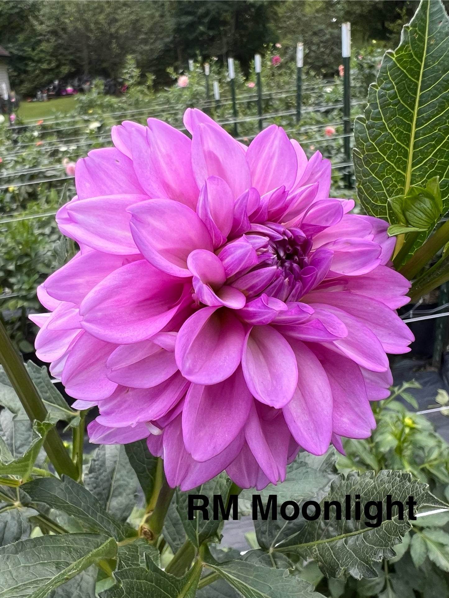 RM Moonlight