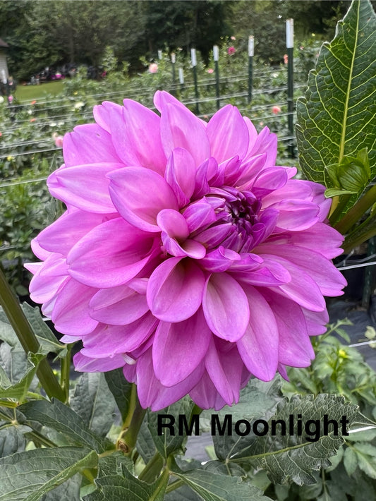 RM Moonlight