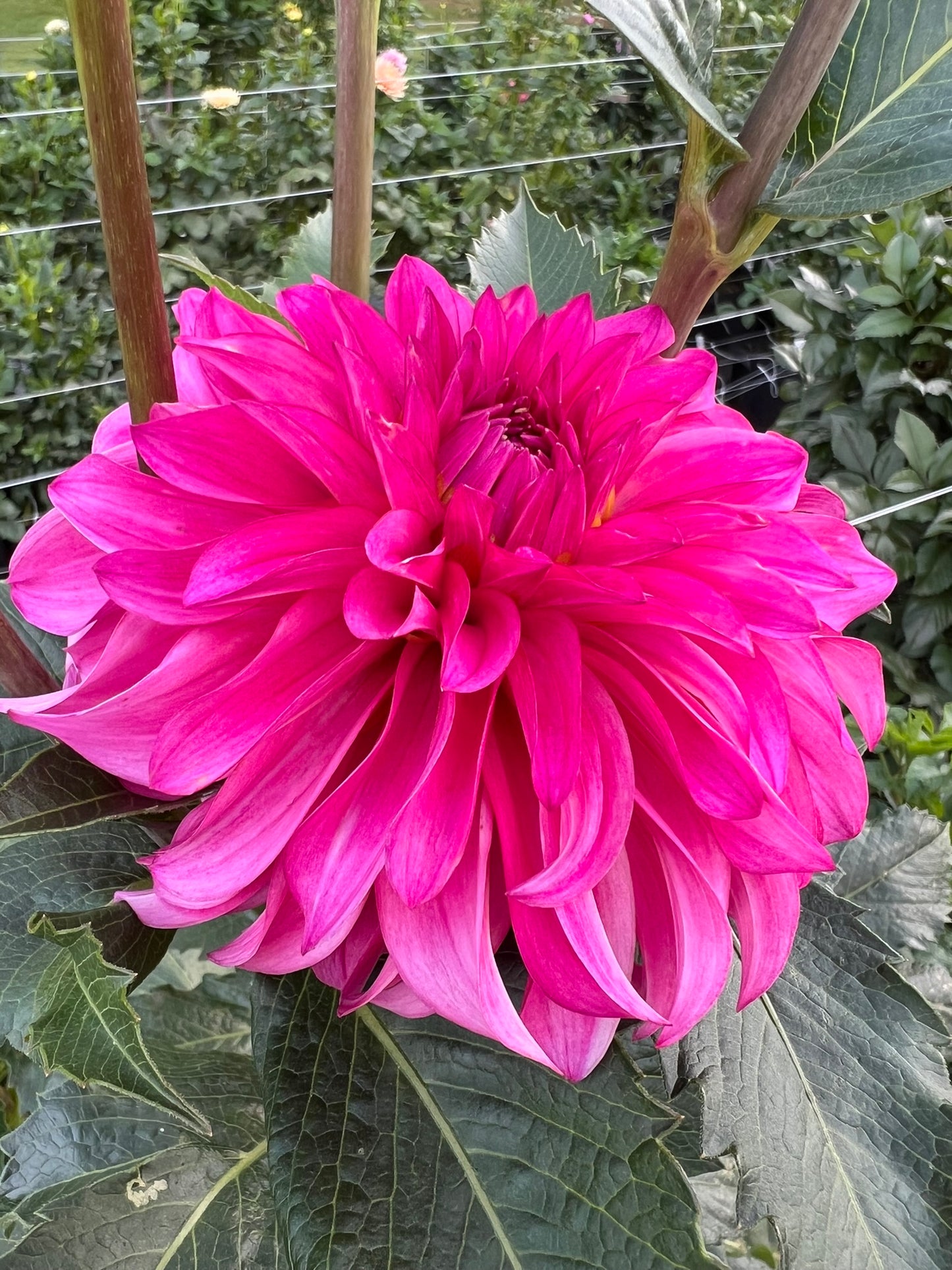 River's Bubble Gum