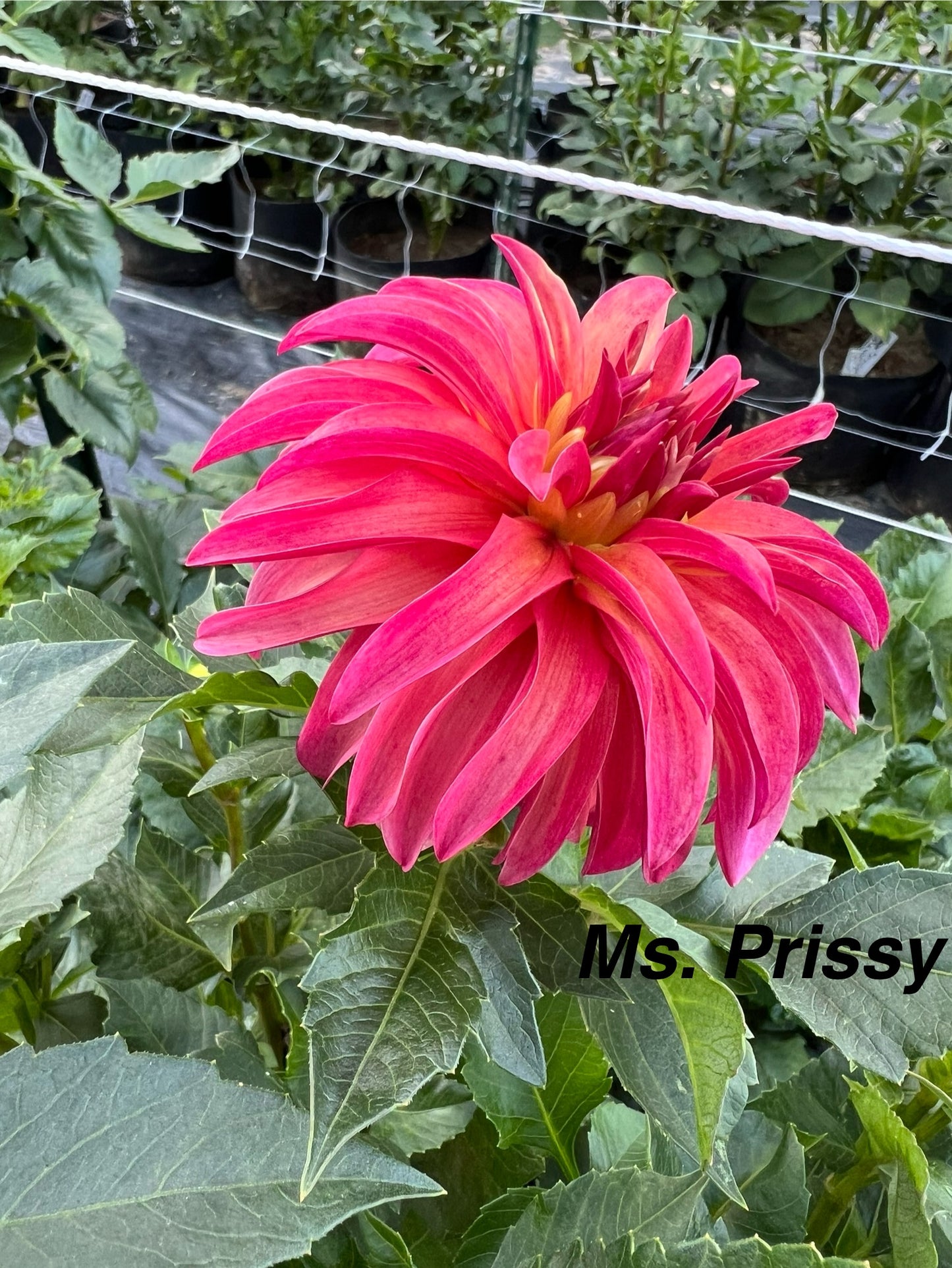 Ms Prissy