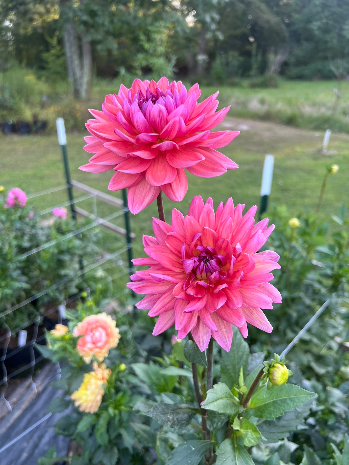 Dutch Pearl