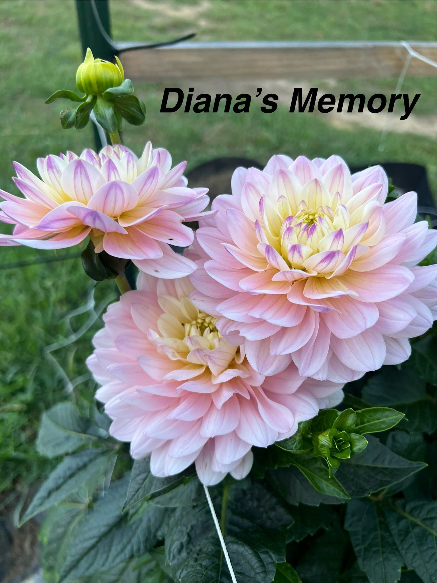 Diana's Memory