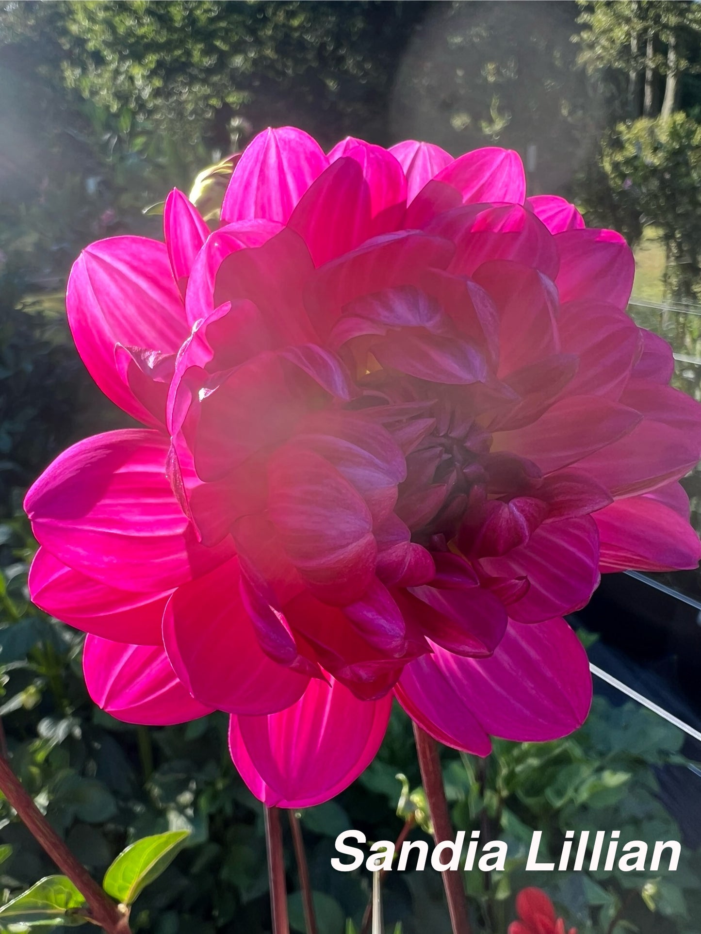 Sandia Lillian