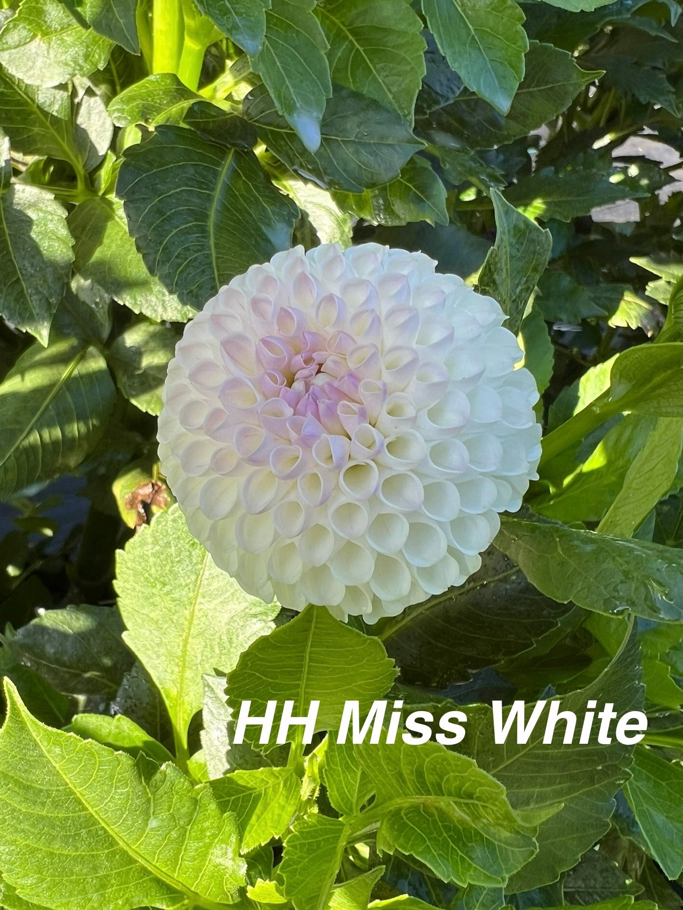 Hollyhill Miss White