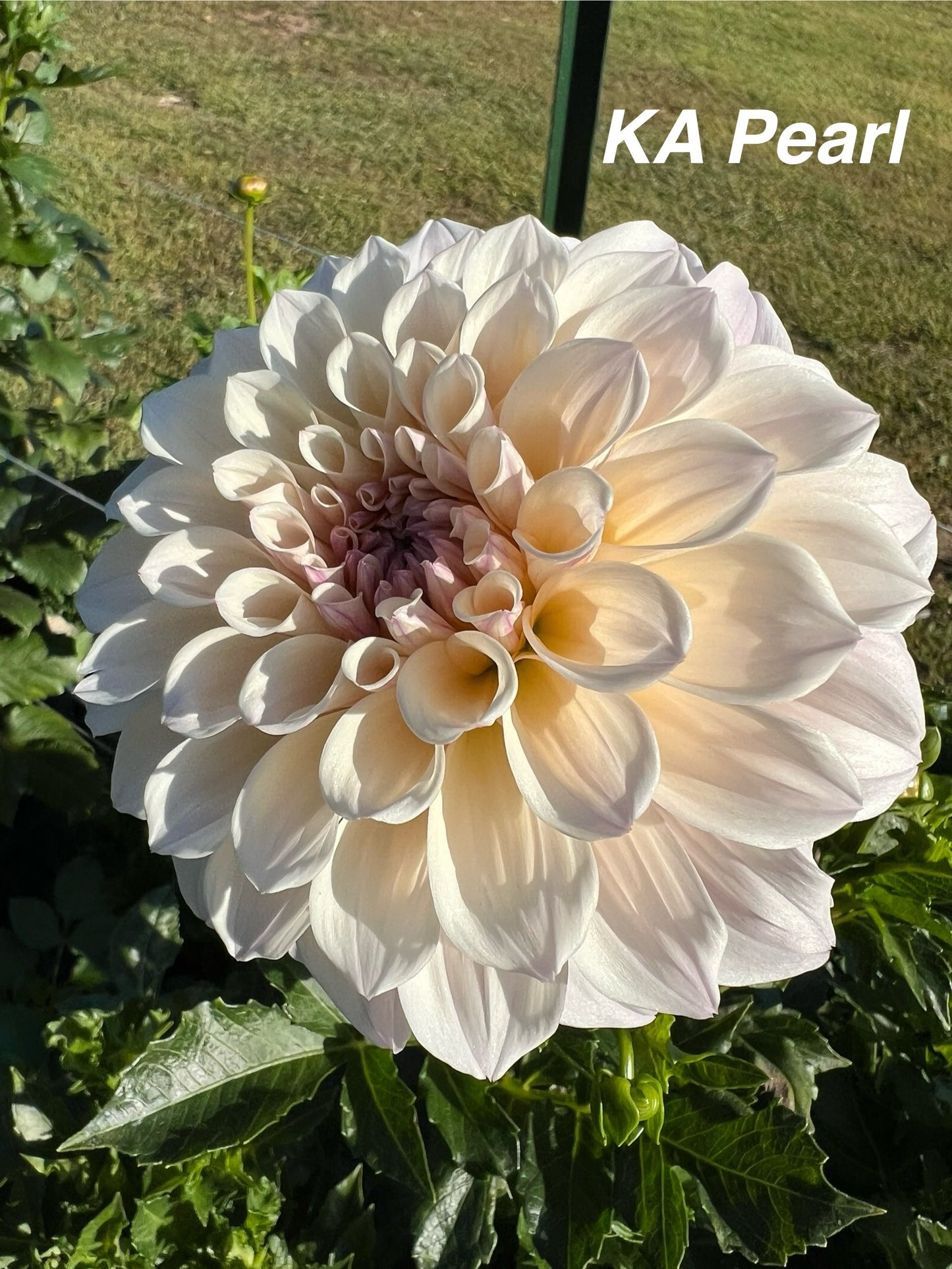 KA Pearl