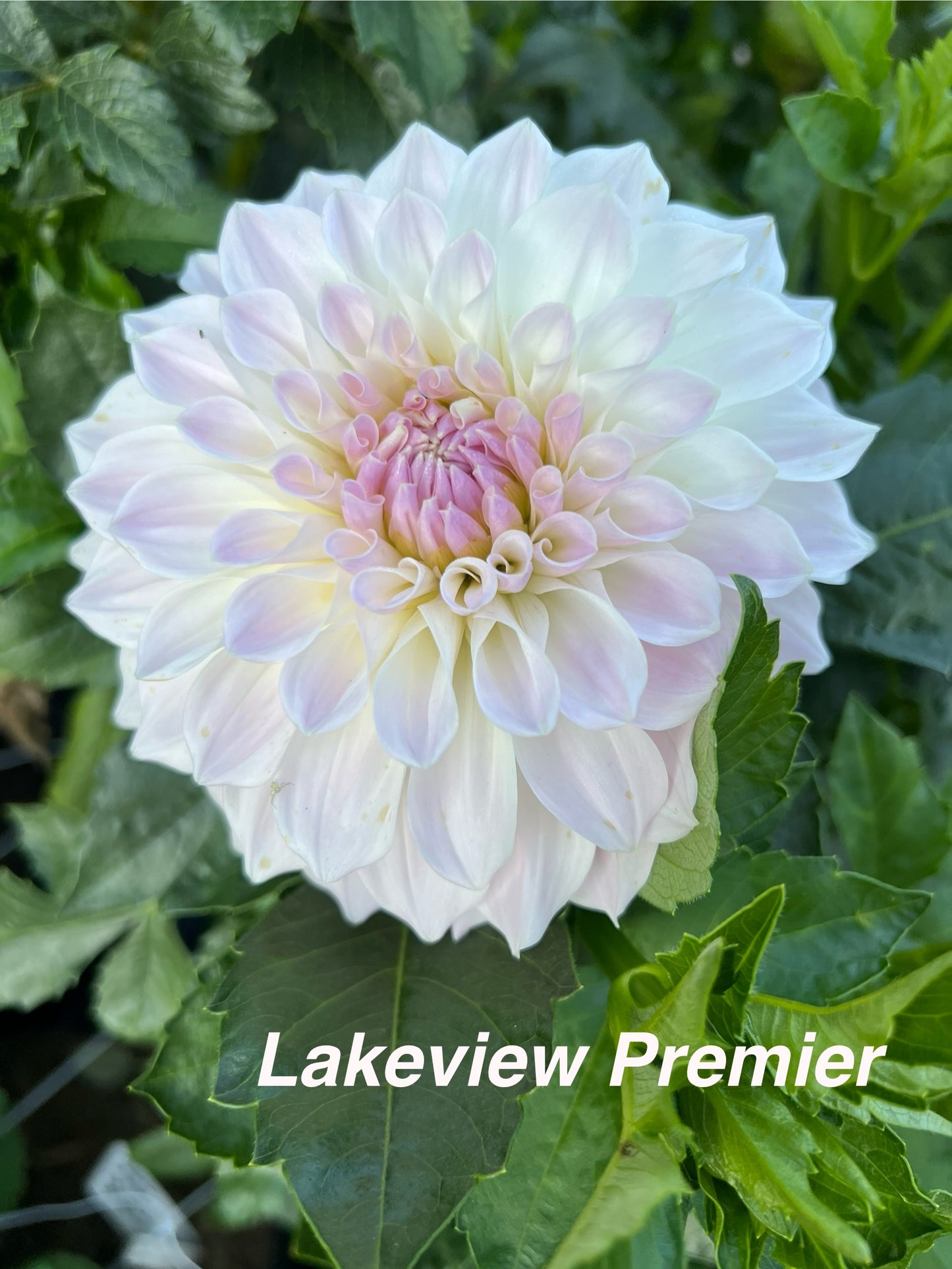 Lakeview Premier