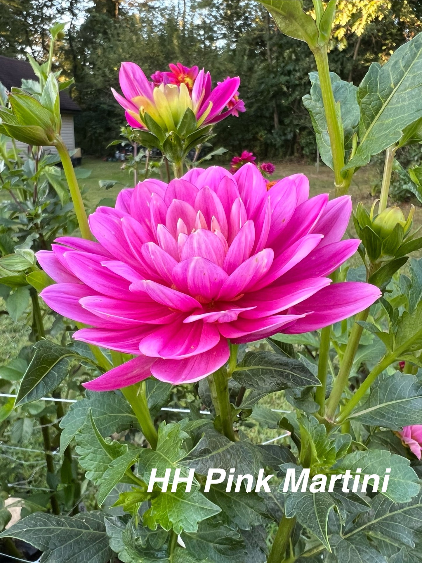 Hollyhill Pink Martini